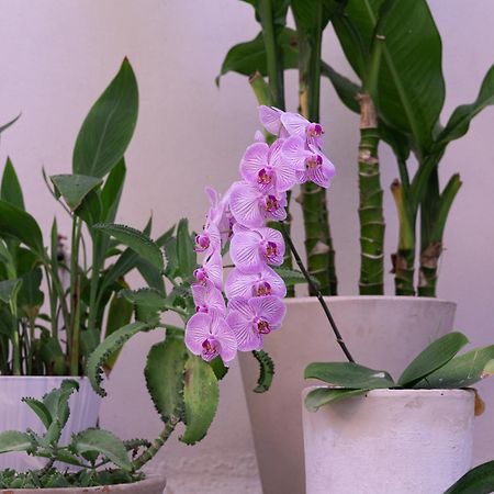 El Sho - Hotel Organico Bucerías エクステリア 写真